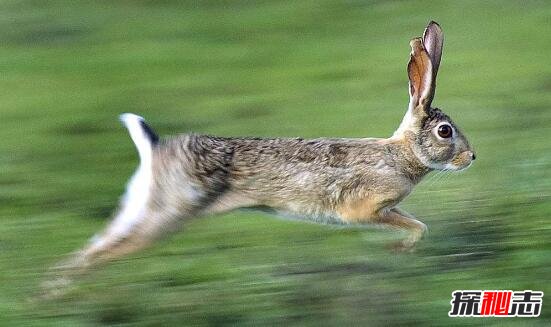 世界最快的兔子