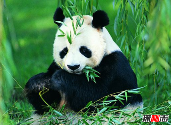 什么是始熊猫?以食肉为主的最早的熊猫(大熊猫的祖先)