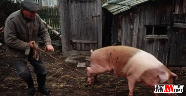 世界上最大的猪：重达2000斤(不挑食没打激素)