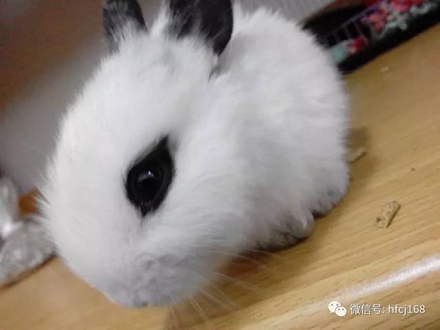 海棠兔的生活习性和喂食技巧,海棠兔的习性(2)