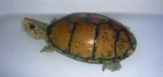 麝香龟可以活几年,麝香龟为什么晒死(4)