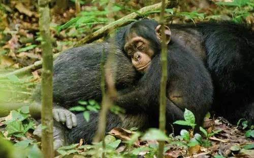 黑猩猩和我们有没有血缘关系,为什么黑猩猩与人类血缘关系更近(4)