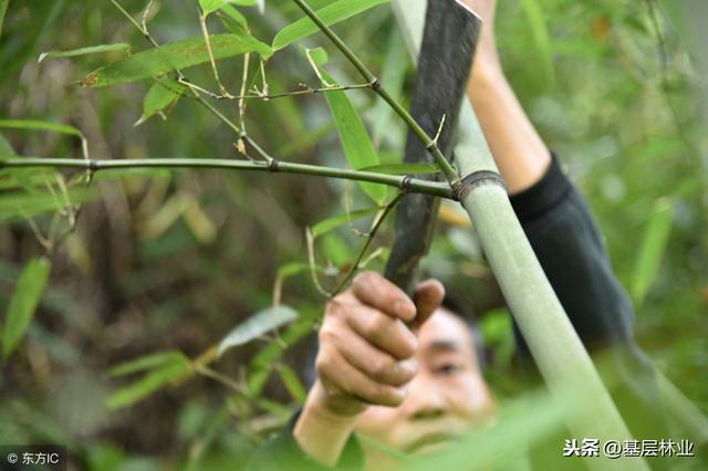 竹子移植方法与技术,竹子移植要不要把叶子剪掉(3)