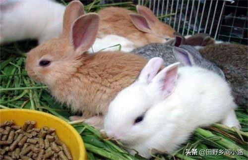 肉兔怎么饲养,饲养肉兔的正确方法(1)