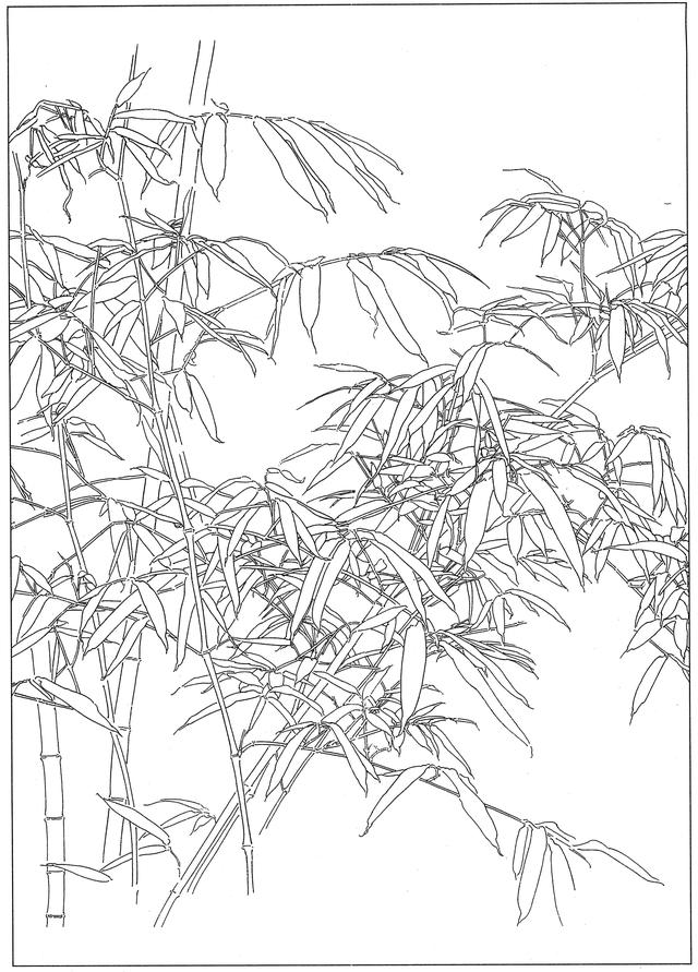 图画竹子图片铅笔画,图画竹子的画法(3)