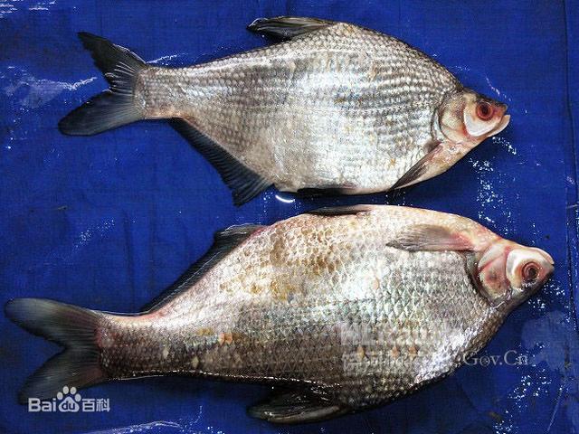 牡丹江雅罗鱼生活习性,雅罗鱼喜欢在什么水层生活(2)