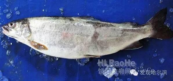 牡丹江雅罗鱼生活习性,雅罗鱼喜欢在什么水层生活(4)