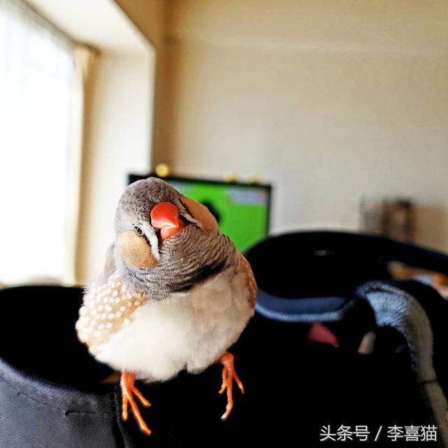 斑胸草雀一定要训练吗,斑胸草雀最佳繁殖年限(3)