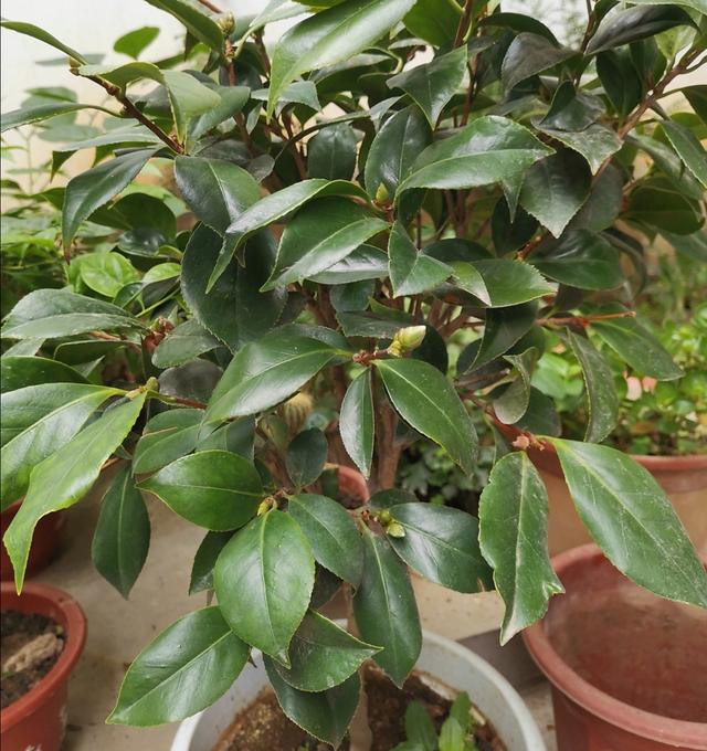 茶花花蕾长在新枝条吗,茶花花苞和叶芽同时长(5)