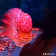德金罗汉鱼,德萨罗汉鱼有几种颜色(3)