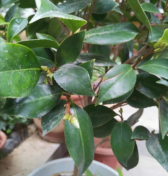 茶花花蕾长在新枝条吗,茶花花苞和叶芽同时长(4)