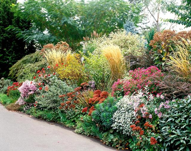 庭院花境植物搭配,南方花境常用植物搭配(1)