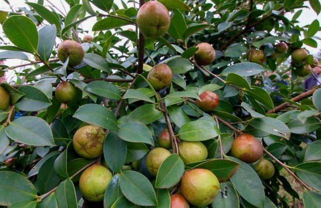 油茶树用什么肥料长得最好,油茶树一年施多少肥料(1)