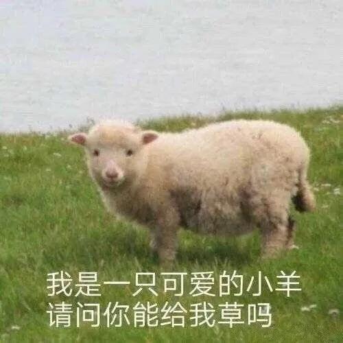 羊为什么会听牧羊犬的话,牧羊犬为什么看见羊就兴奋(2)