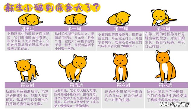 刚生的小猫要不要跟猫妈妈一起,猫和生的小猫可以一起生活吗(4)