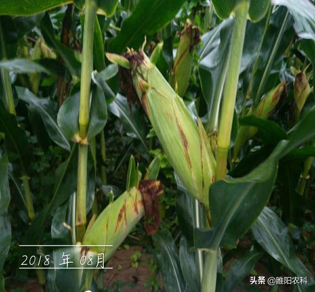 东北最好矮秆大棒王玉米种,黑龙江排名第一的玉米品种(1)