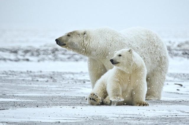 北极熊有什么身体特征,北极熊特点介绍(4)