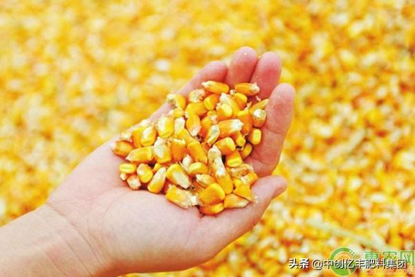 种植玉米要不要用生根粉,种玉米种子能用生根剂泡吗(1)