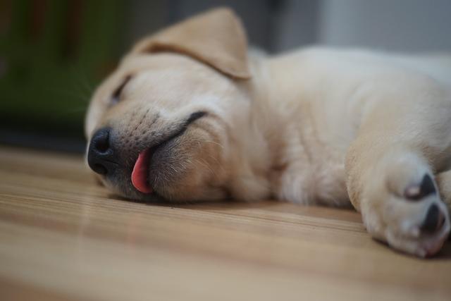 狗睡觉吐舌头,狗频繁的吐舌头(4)