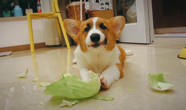 怎么让狗爱上吃蔬菜,怎么样让狗狗吃菜(4)