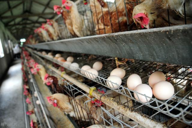 蛋鸡对蛋氨酸的需求量,蛋氨酸赖氨酸对蛋鸡有什么效果(3)