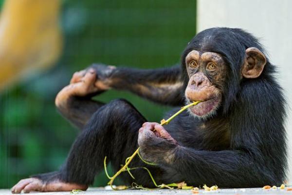 黑猩猩能吃动物吗,黑猩猩食肉规定(2)