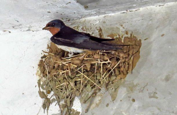 燕子筑巢是什么兆头,燕子窝一般住几年(3)
