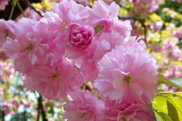 樱花一年四季都开花吗,樱花几月份到几月份开花(2)