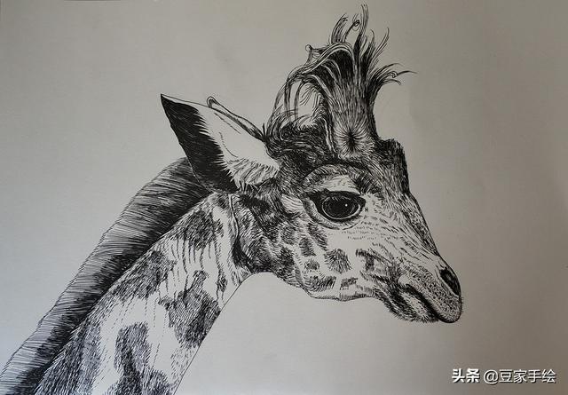 怎么画长颈鹿真实,真正的长颈鹿怎么画(1)