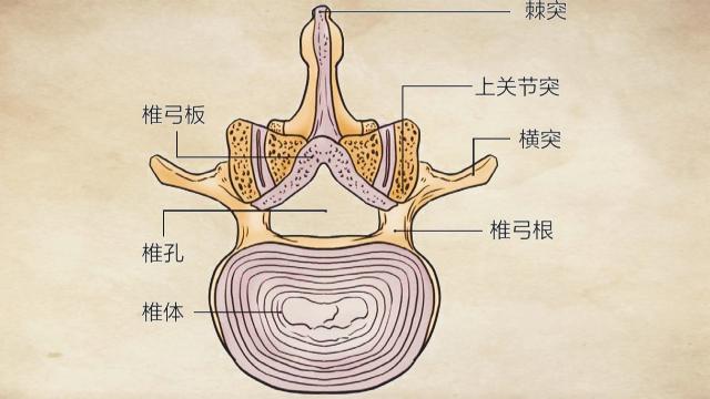 女性人体腰部骨骼结构图,人体腰部骨骼分布图高清图(1)