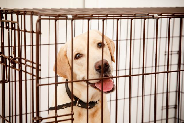 幼犬可以关在笼子里一整天吗,一个多月幼犬要一直关在笼子里吗(2)