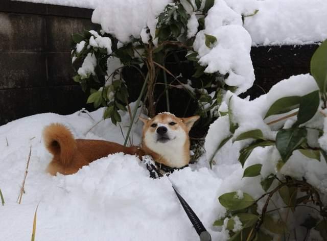 柴犬怕不怕冷,柴犬冬天在室外怕冷吗(1)