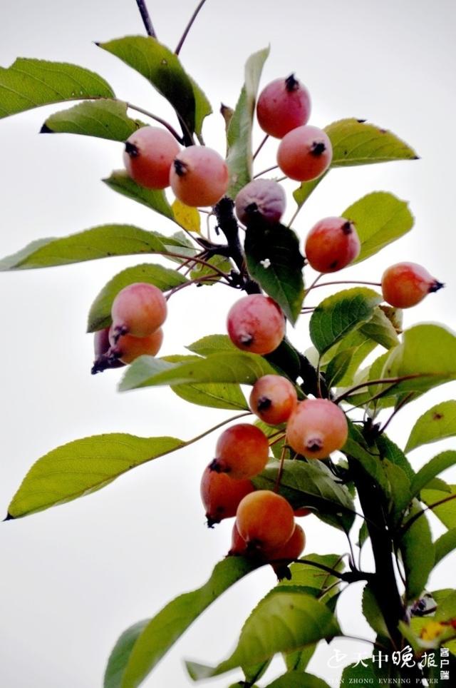 梅花结什么样的果实,梅花结的果实叫什么(2)