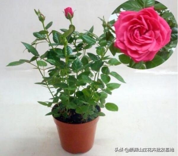玫瑰花冬天开花怎么养护,玫瑰花开花后怎样养护(2)