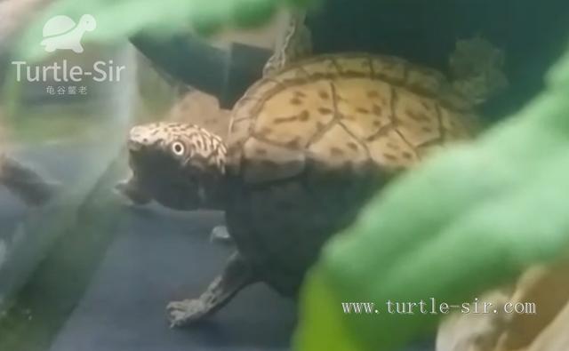 不能轻易养乌龟,为什么不能轻易养乌龟呢(4)