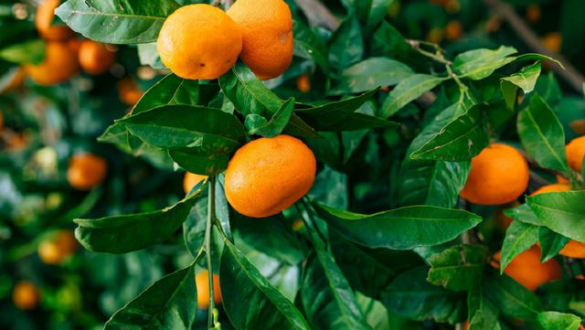 吃蜜橘的好处与功效,夜间快速止咳的方法(5)