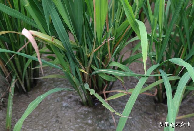 最新水稻种植技术及方法,水稻种植技术基础知识(3)