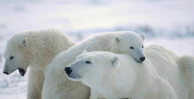 北极熊尾巴上有没有毛,北极熊尾巴长什么样子(2)