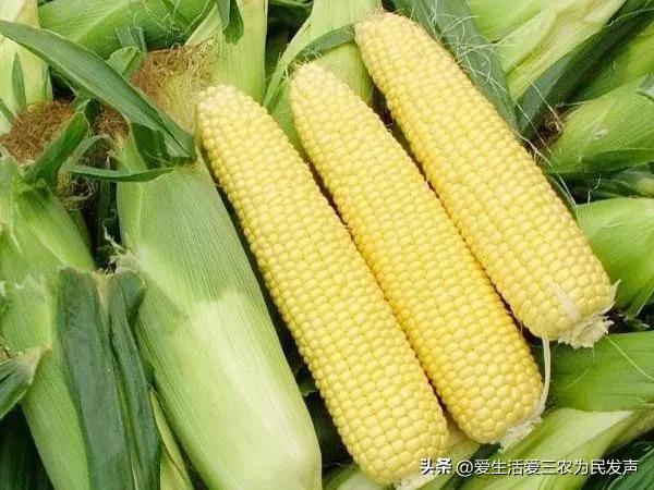 今年玉米种什么品种好,10个最好玉米品种夏播(2)
