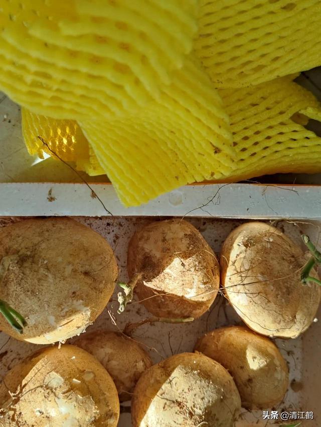 凉薯的种植方法几月种植,凉薯几月种植最佳(3)