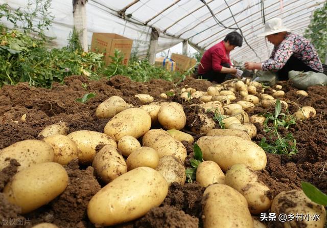 马铃薯什么时候种植最好,土豆深栽还是浅栽(3)
