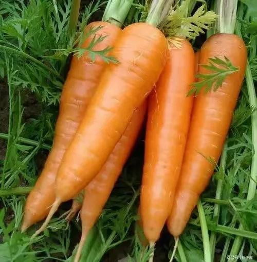 胡萝卜怎么种长得最大,胡萝卜要怎么种才能长得大(3)