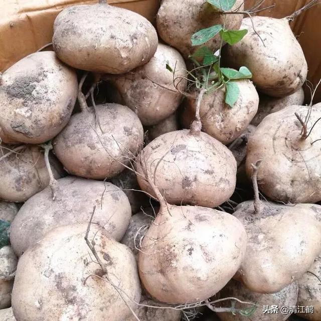 凉薯的种植方法几月种植,凉薯几月种植最佳(2)