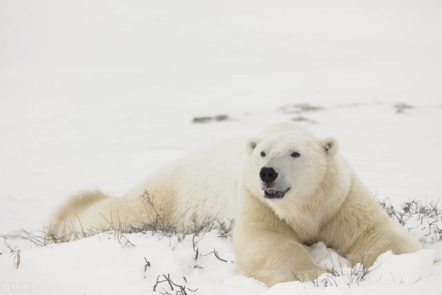北极熊的毛是保护色吗,北极熊的毛是无色的还是有色的(5)