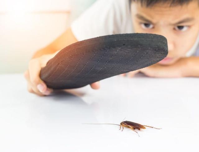 蟑螂的若虫期特征是什么?,蟑螂是怎么长大的你知道吗(1)