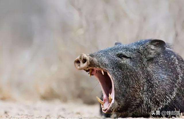 野猪2022年取消保护吗,550公斤巨型野猪视频(4)