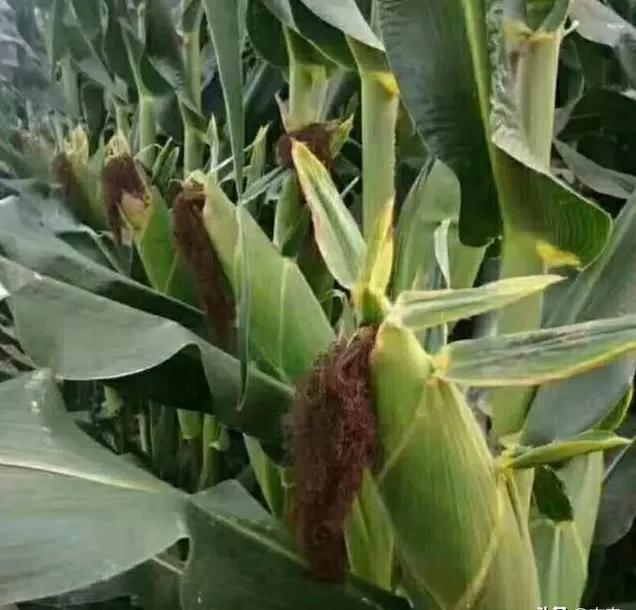 22行到24行的高产玉米种子,金冲一号玉米种子详细说明(3)