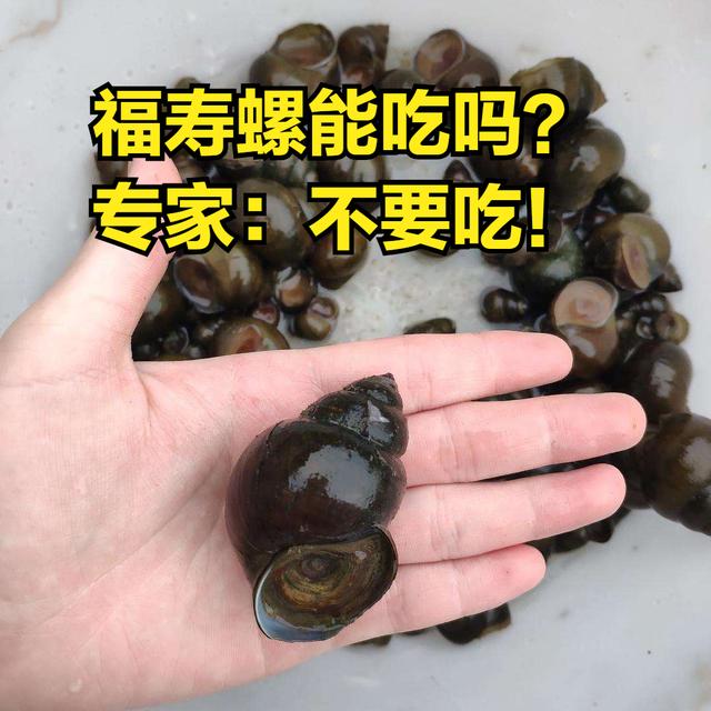 鸭子吃了福寿螺会有寄生虫吗,鸭子吃福寿螺壳消化得了吗(1)