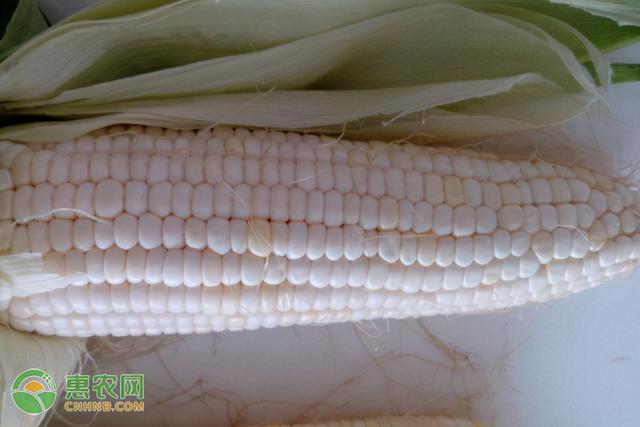 吉林主推玉米品种大全,农业部主推玉米品种(3)