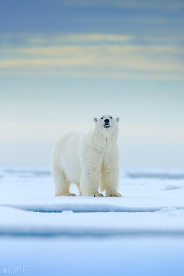 北极熊的毛是保护色吗,北极熊的毛是无色的还是有色的(3)
